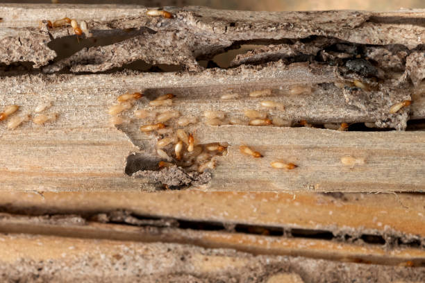 Best Wildlife Control Services  in Okauchee Lake, WI